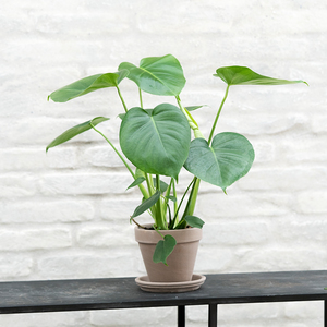 philodendron green violin Philodendron Bipennifolium Variegated 'Violin' (aka Horse Head Philo) (wk27-F)