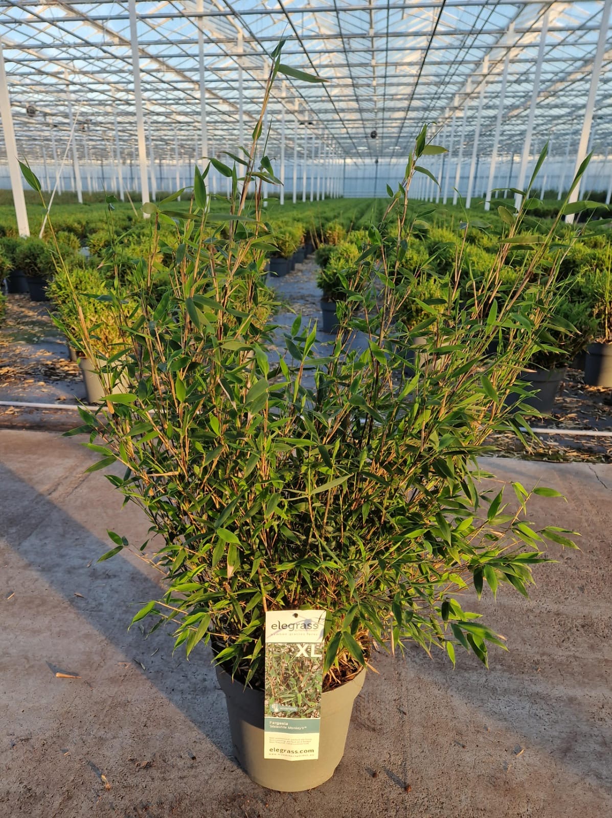 Bambus Fargesia hybrid 'Malachite Monkeys' 10 liter potte | Plantorama
