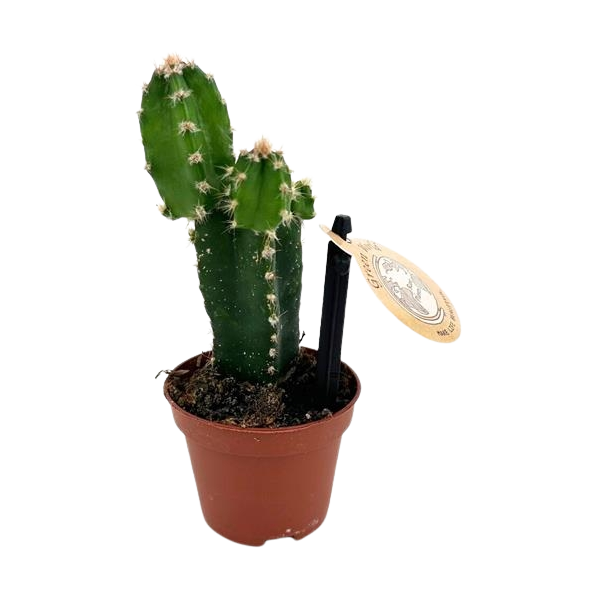 kaktus zum geburtstag Grukarte mit Witz: Lustige Kakteen & Humorvolle Sprche, Grne Pflanz   Grusskartenshop