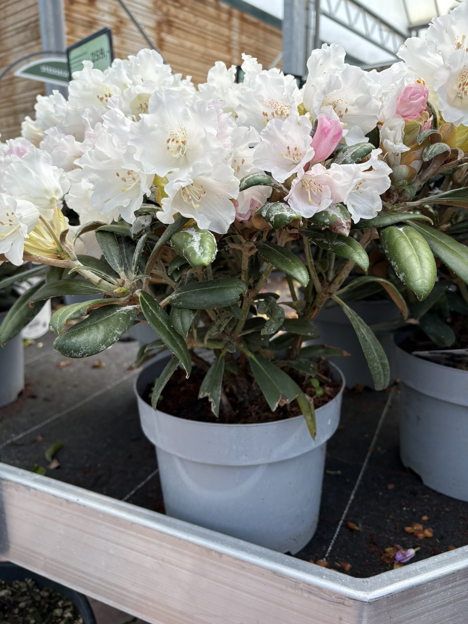 rhododendron mangelerscheinungen Rhododendron Dünger - Mineralischer NPK Flüssigdünger mit Stickstoff main image 0