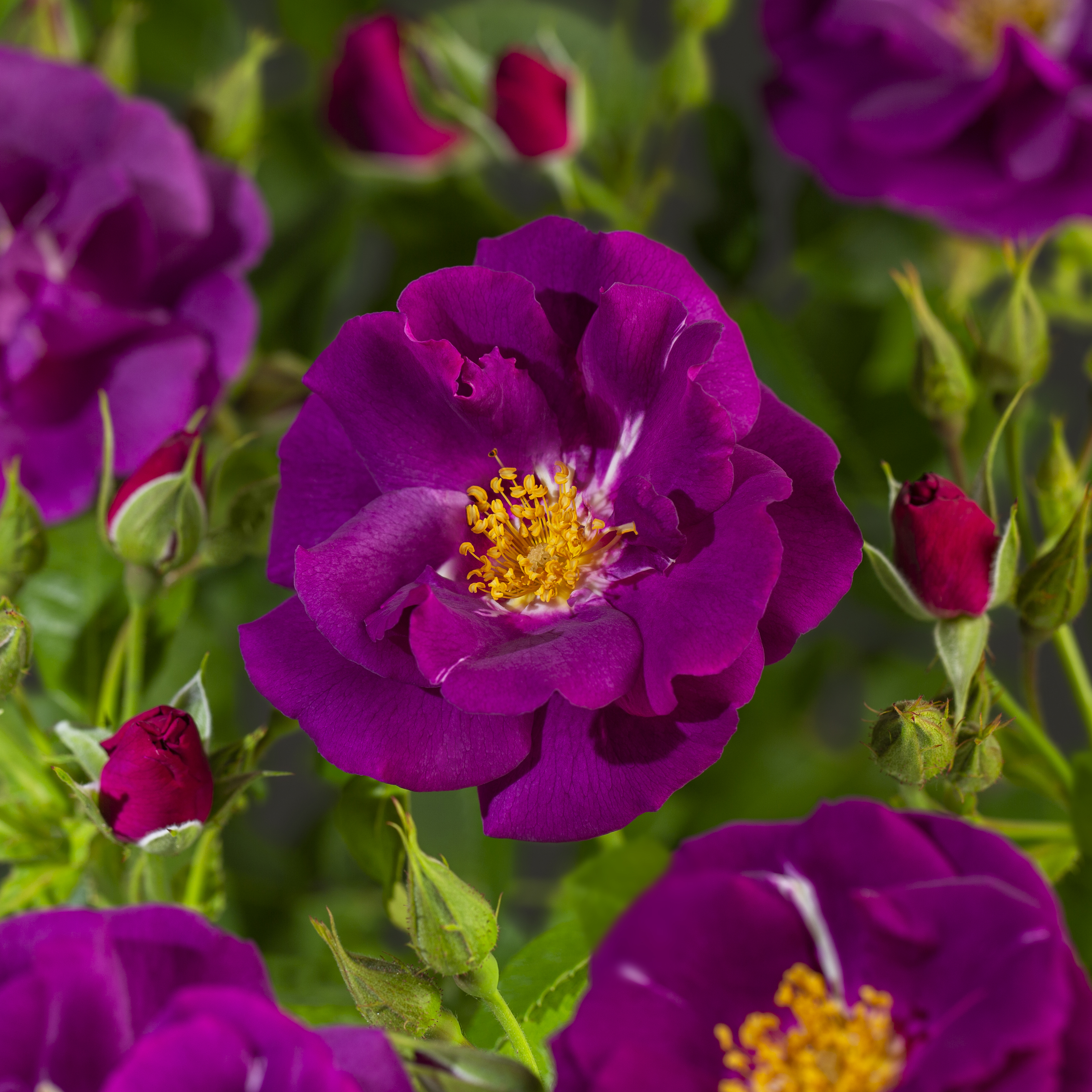 Rosa Rhapsody Buketrose Rosa 'Rhapsody In Blue' 5 liter potte | Plantorama