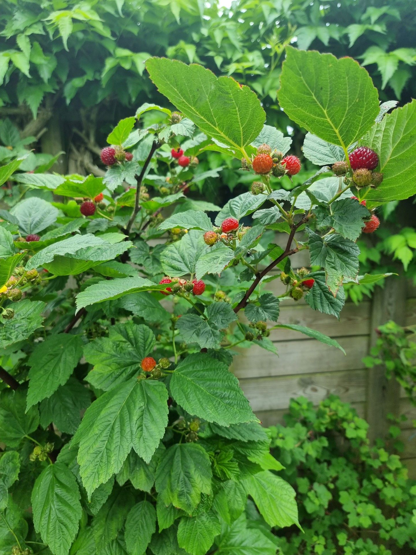 Hindbærtræ Rubus idaeus 'Raspberry Tower' 5 liter potte | Plantorama