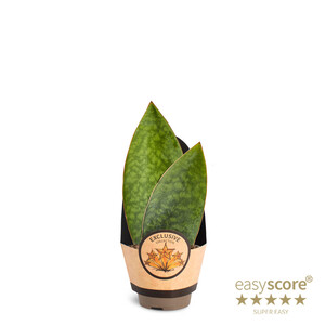 Filodendron, Philodendron overig, 45 cm potte | Plantorama