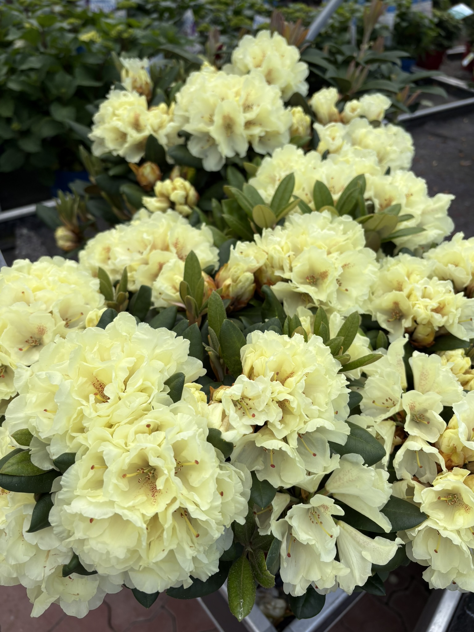rhododendron cultivar Rhododendron, Independence Rosebay Rhododendron 3 GALLON